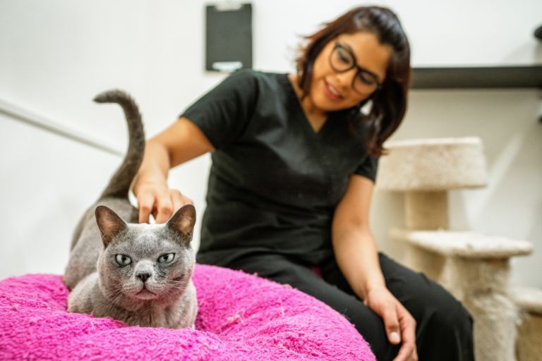 Grey Cat being pet